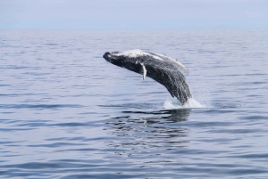 From Reykjavik: 6-Day Icelandic Ring Road Tour