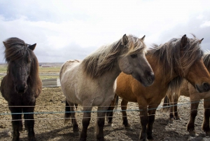 From Reykjavik: 6-Day Icelandic Ring Road Tour