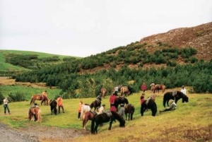 From Reykjavik: Full-Day Horse Riding & Golden Circle Tour