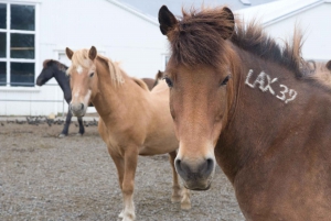 From Reykjavik: Full-Day Horse Riding & Golden Circle Tour