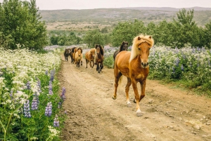 From Reykjavík: Icelandic Horse Riding Tour in Lava Fields