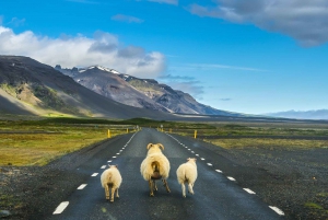 Fra Reykjavík: 7-dagers reise rundt på Island i liten gruppe