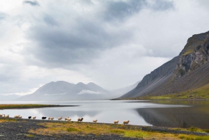 Fra Reykjavík: 7-dagers reise rundt på Island i liten gruppe