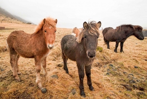 Reykjavik: Golden Circle, Kerið, & Fridheimar Minibus Tour