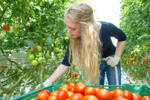 Reykjavik: Golden Circle, Kerið, & Fridheimar Minibus Tour