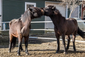 Reykjavik: Golden Circle, Kerið, & Fridheimar Minibus Tour
