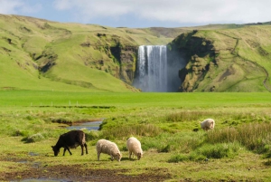 Reykjavik: excursão pela costa sul com guia chinês
