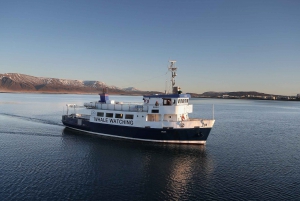Reykjavík: Hvalsafari og havlivskrydstogt