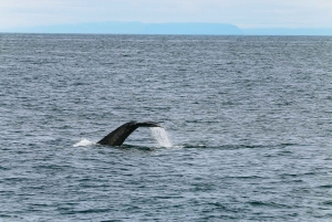 Reykjavík: Whale Watching and Marine Life Cruise