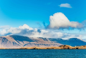 Reykjavík: Whale Watching and Marine Life Cruise