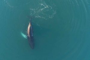 Reykjavík: Whale Watching and Marine Life Cruise