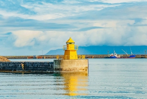 Reykjavík: Whale Watching and Marine Life Cruise