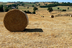 Assisi & Orvieto Day Trip from Rome