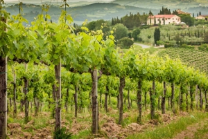 Frascati Wine Road from Rome: Tasting & Lunch