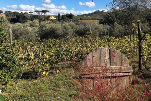Au départ de Rome : Visite d'une demi-journée à Frascati avec déjeuner à la ferme