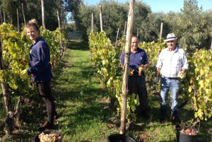 Au départ de Rome : Visite d'une demi-journée à Frascati avec déjeuner à la ferme