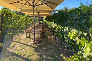 ローマ発シエナとサン・ジミニャーノ、トスカーナワイン日帰りツアー