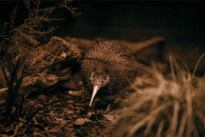 Auckland: Waitomo-grottene og Te Puia Rotorua med pikniklunsj