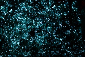 Auckland: Waitomo-grottene og Te Puia Rotorua med pikniklunsj