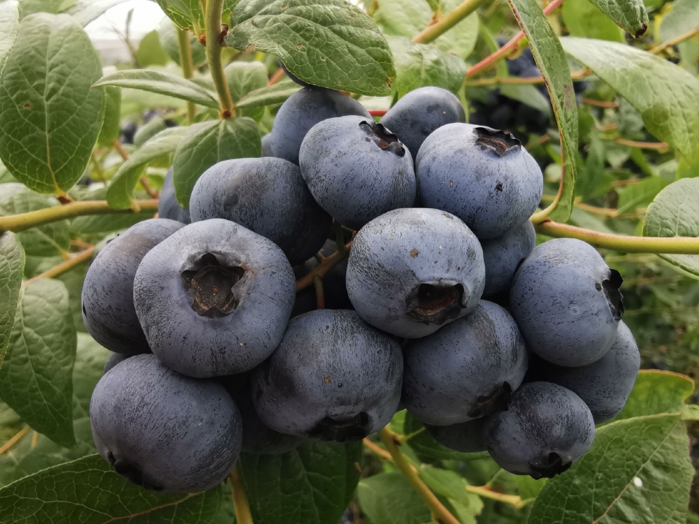 Esperienza Mamaku Blue