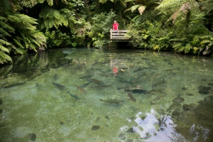 Paradise Valley Springs