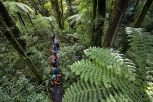 Rotorua: Guided Zipline Adventure Tour with Photos