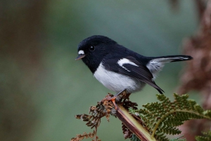 Rotorua: Guided Zipline Adventure Tour with Photos