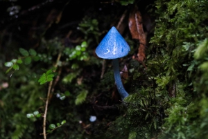 Rotorua: Guided Zipline Adventure Tour with Photos
