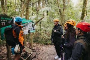 Rotorua: Guided Zipline Adventure Tour with Photos