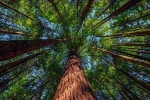 Rotorua: Wai-O-Tapu, punapuut ja salainen paikka -päiväretki