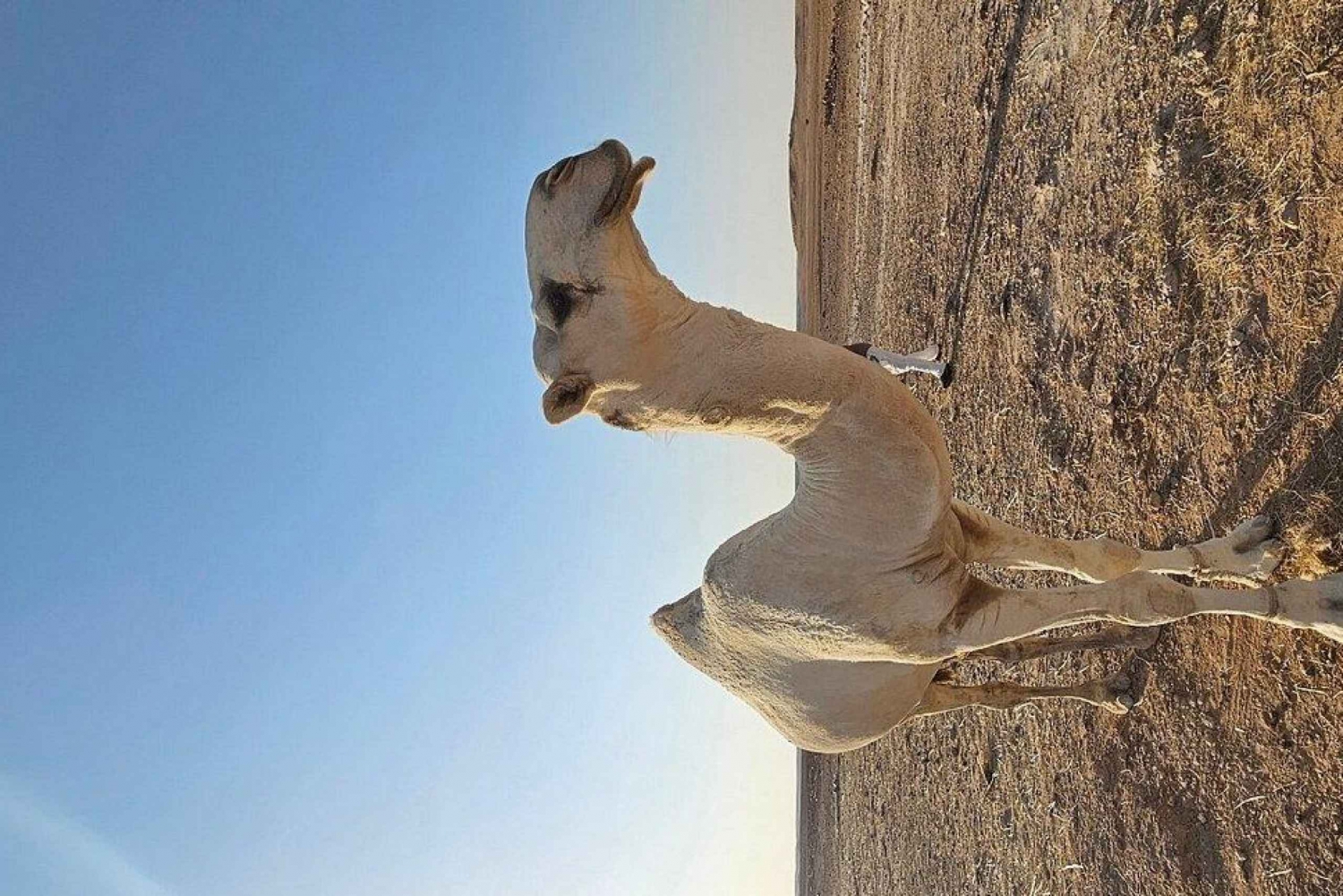 Vanuit Riyad: Privétour over de rand van de wereld