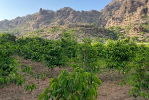 Au départ d'Alreeth : excursion à la montagne noire et à la plantation de café