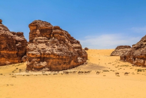 From AlUla: Hegra Guided Tour