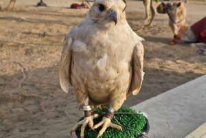 Doha: quadrit, woestijnsafari, buggyrit en tocht op de binnenzee