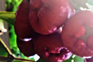 Mahé: Spersonalizowana prywatna wycieczka po wyspie z kierowcą