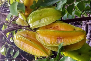 Mahé: Spersonalizowana prywatna wycieczka po wyspie z kierowcą