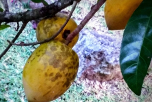 Mahé: Spersonalizowana prywatna wycieczka po wyspie z kierowcą