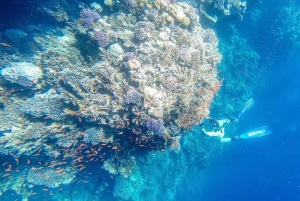 Sharm: Tour di mezza giornata di Ras Mohammed in autobus e porta di Allah