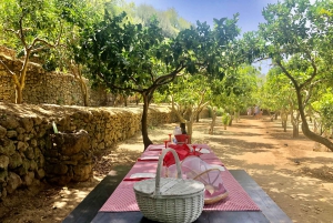 Agrigento: Valley of the Temples Gardens Picnic Experience
