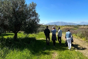 バレストラーテ：ワインとオリーブオイルの試飲付きオリーブ園ツアー