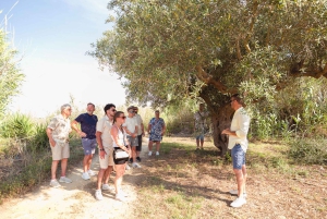 バレストラーテ：ワインとオリーブオイルの試飲付きオリーブ園ツアー