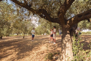 バレストラーテ：ワインとオリーブオイルの試飲付きオリーブ園ツアー