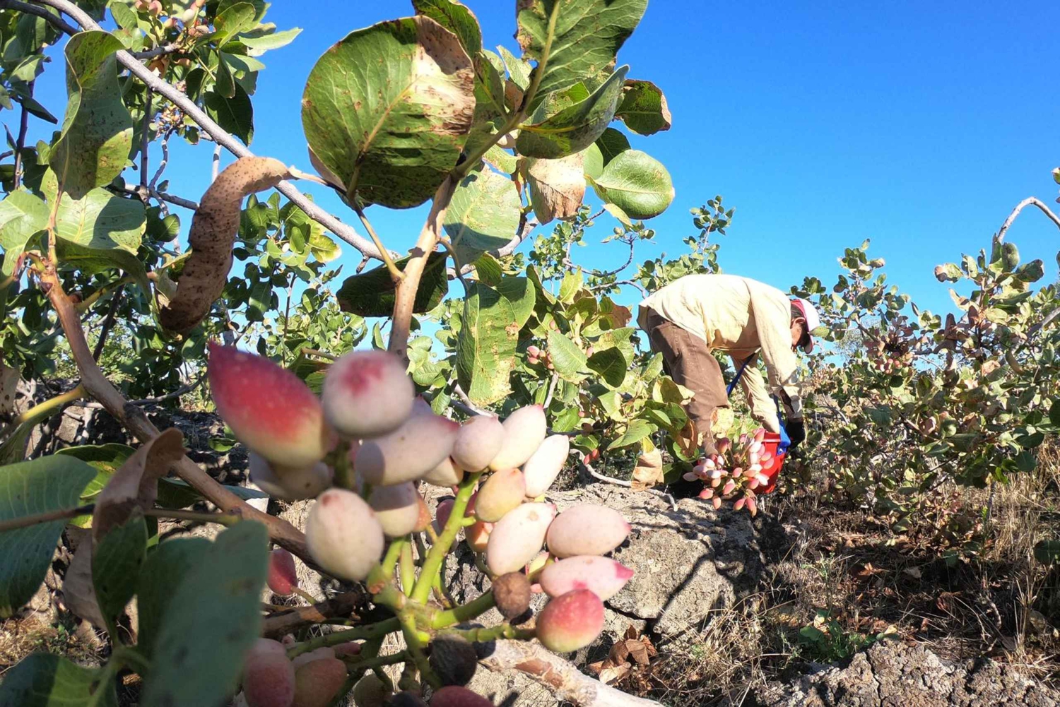 Tour tussen Pistacchio di Bronte en Etna-wijnen