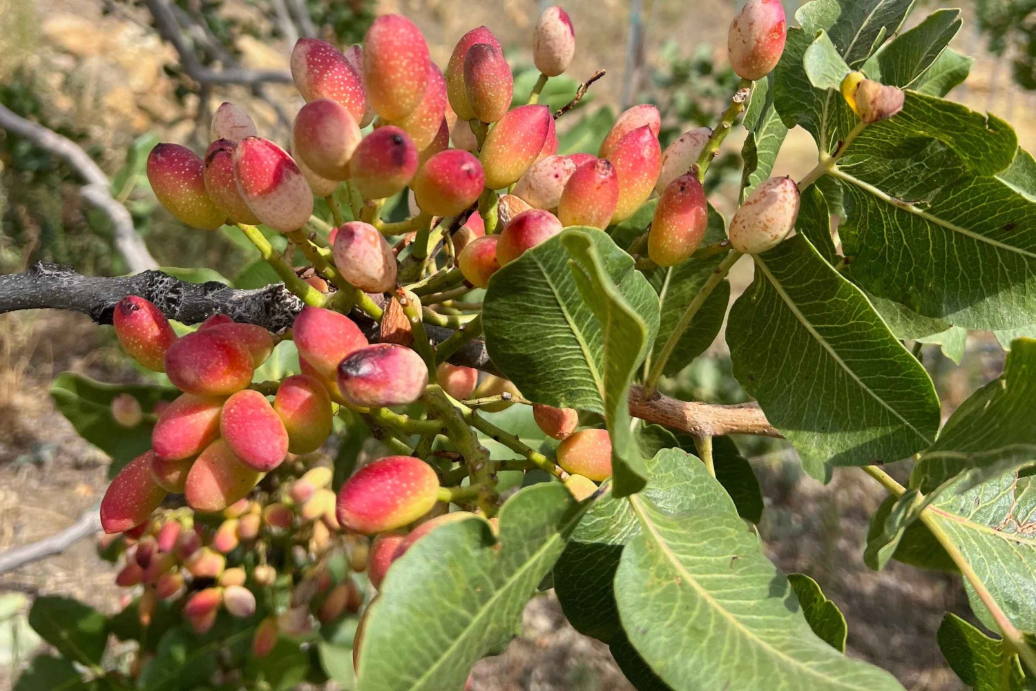 Bronte: Pistacchieti-kierros, jossa on vierailu ja maistiaiset