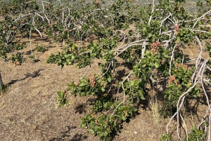 ブロンテ：ピスタチオ農園ツアーと試食体験をご案内します