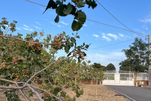 ブロンテ：ピスタチオ農園ツアーと試食体験をご案内します
