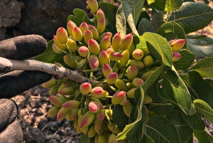 ブロンテ：ピスタチオ農園ツアーと試食体験をご案内します