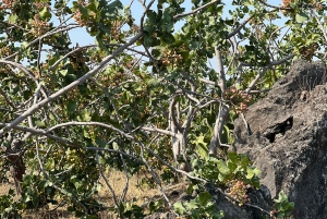 ブロンテ：ピスタチオ農園ツアーと試食体験をご案内します