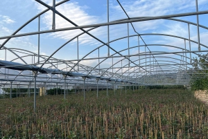 ブロンテ：ピスタチオ農園ツアーと試食体験をご案内します