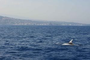 Catania: Delphinbeobachtungs-Segelerlebnis mit Marecamp